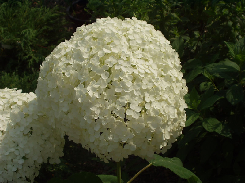 Hydrangea arborescens Annabelle 04.jpg